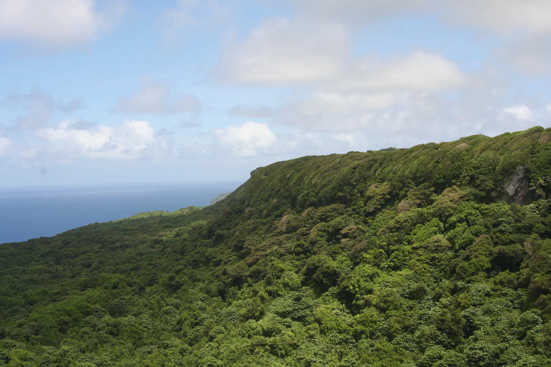 Forested cliffs of ʻEua National Park dropping to the sea in clear daylight.