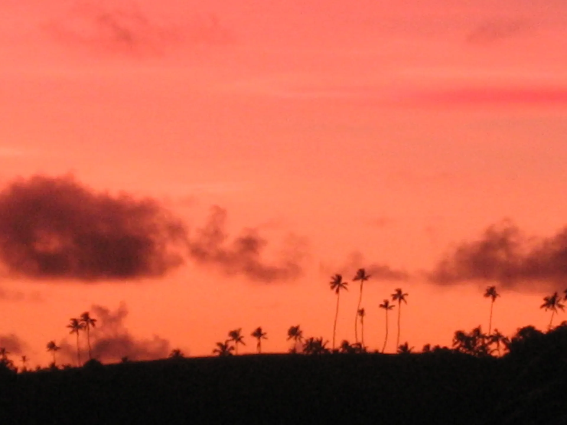 Palm silhouettes against a magenta and orange sunset over the harbour at Neiafu, Vavaʻu.